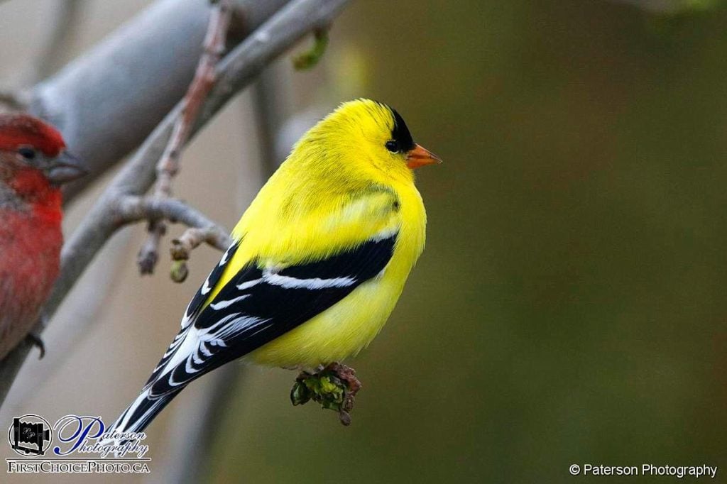 Goldfinch and House Finch, American Goldfinch