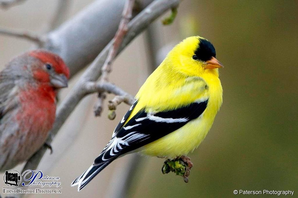 Why is there a Goldfinch on my branch??