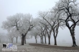 Lethbridge Alberta Frost pictures