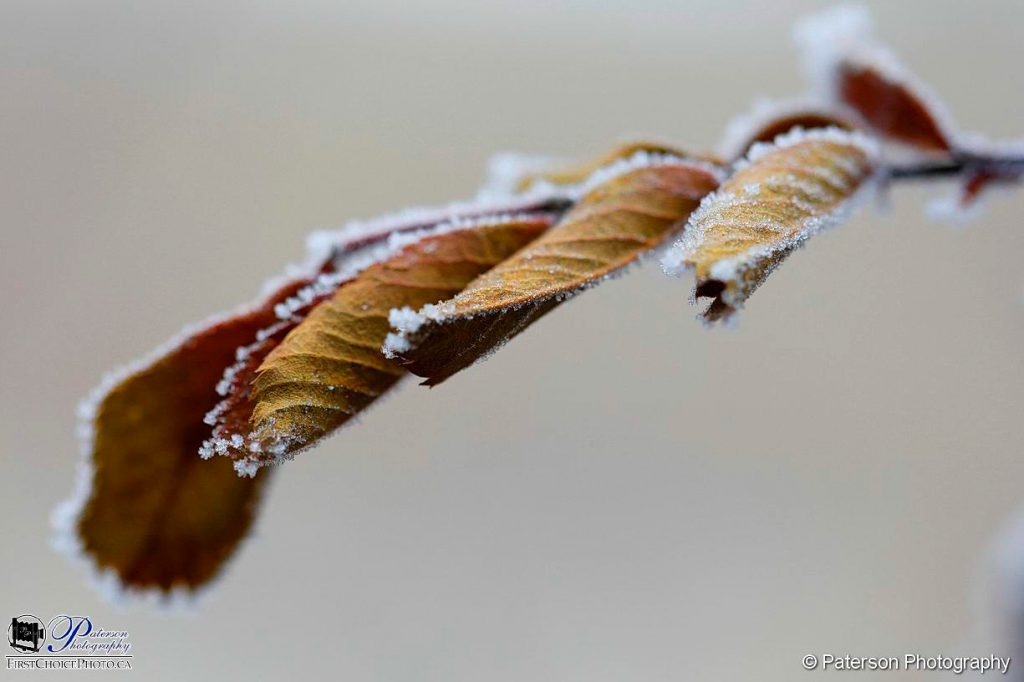 Dry leaves and morning frost