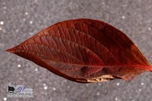 Picture of a leaf using macro photography