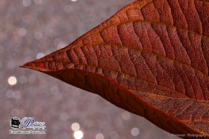 Macro Photography - Leaf #1