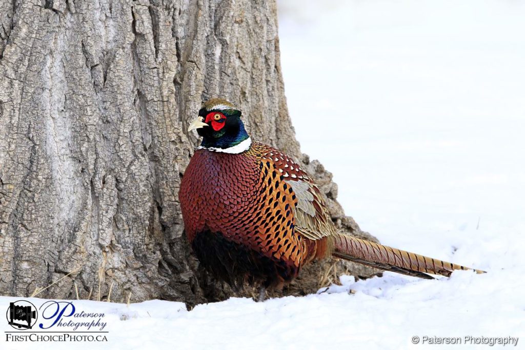 Male Pheasant The Lethbridge River Bottom