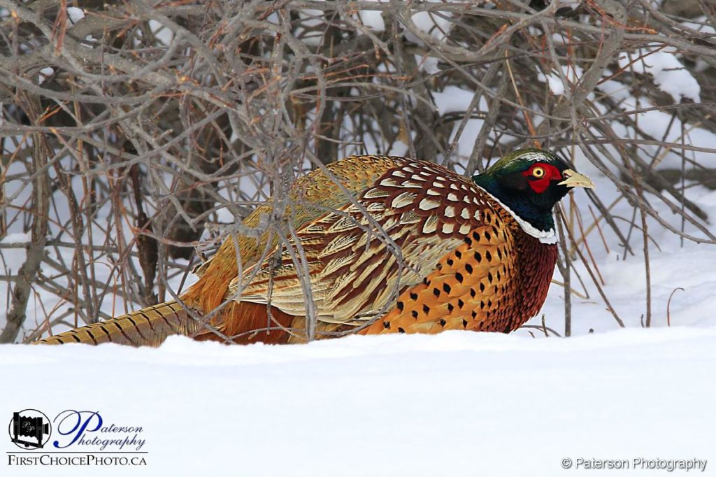 Male Pheasant The Lethbridge River Bottom